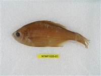 藏品(湯鯉)的圖片